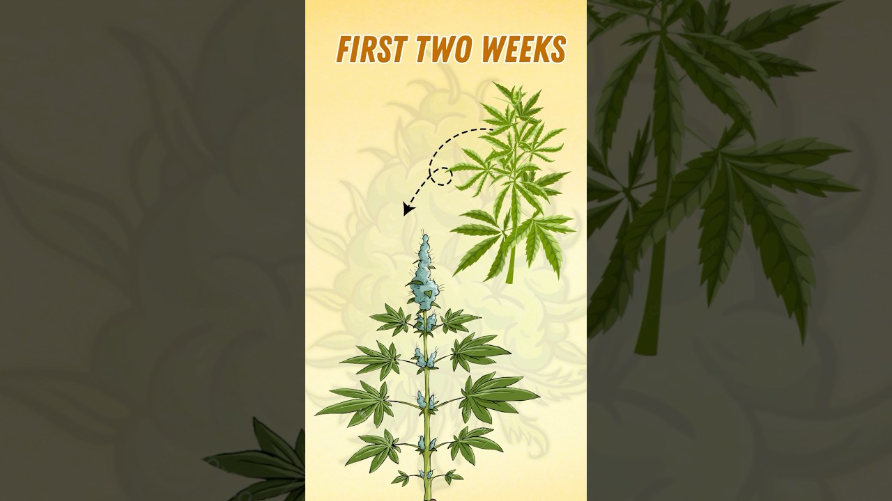 First 2 Weeks of Flowering: Why Veg Nutrients Are KEY for Cannabis Plants for first 2 weeks