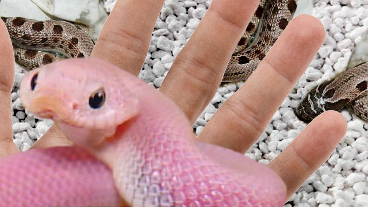 HATCHED PINK HOGNOSE SNAKES!! INSANELY COOL!! | BRIAN BARCZYK