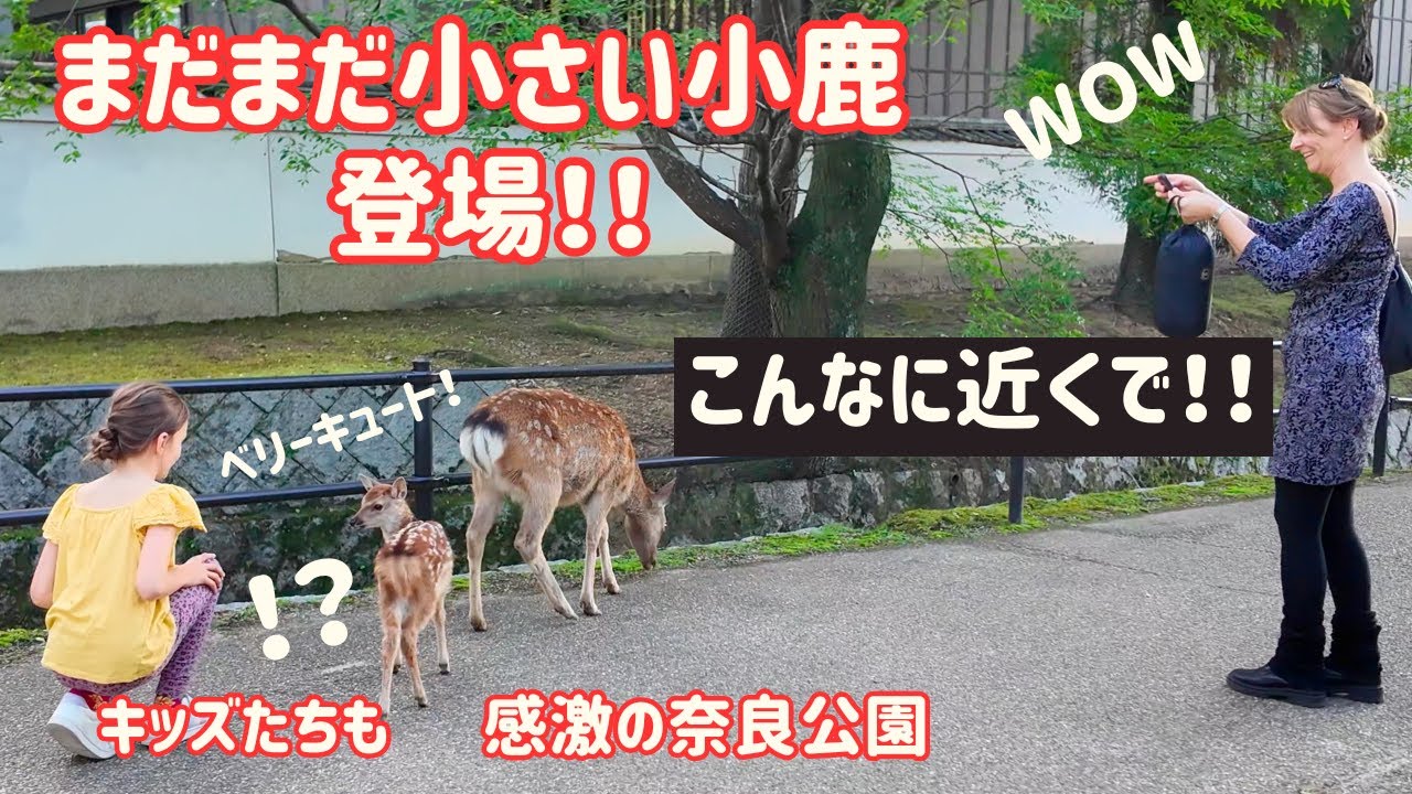 【奈良公園】まだまだ小さい子鹿登場！【外国人観光客もキュートな鹿に感動】nara japan | nara deer park,