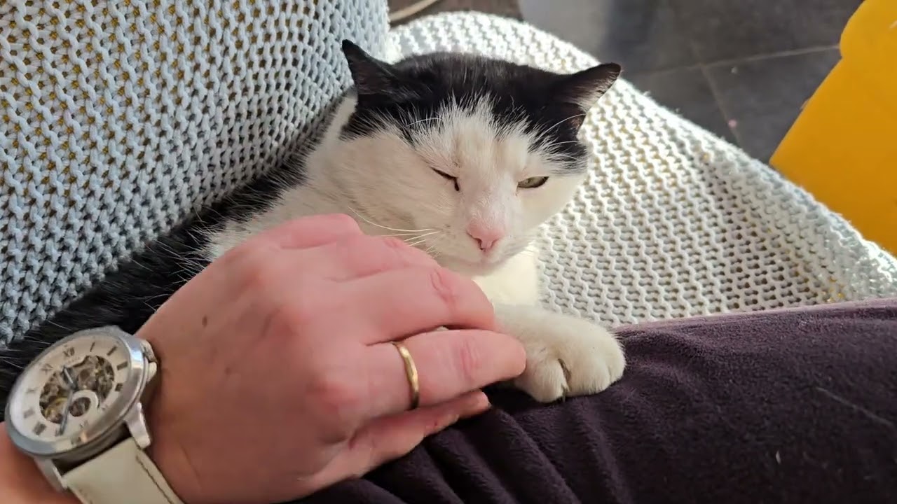 Miau