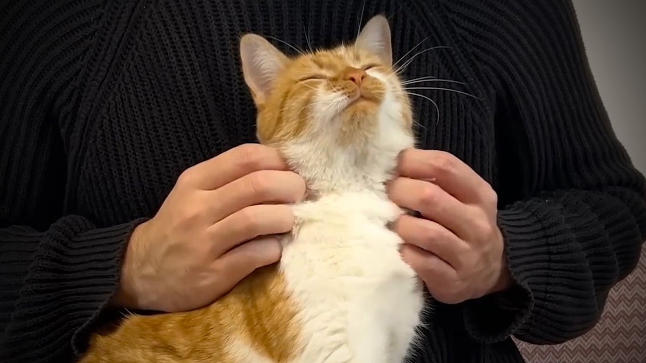 ASMR Cat Massage (Purring, Soul Harmony, Soft Therapy)🐱