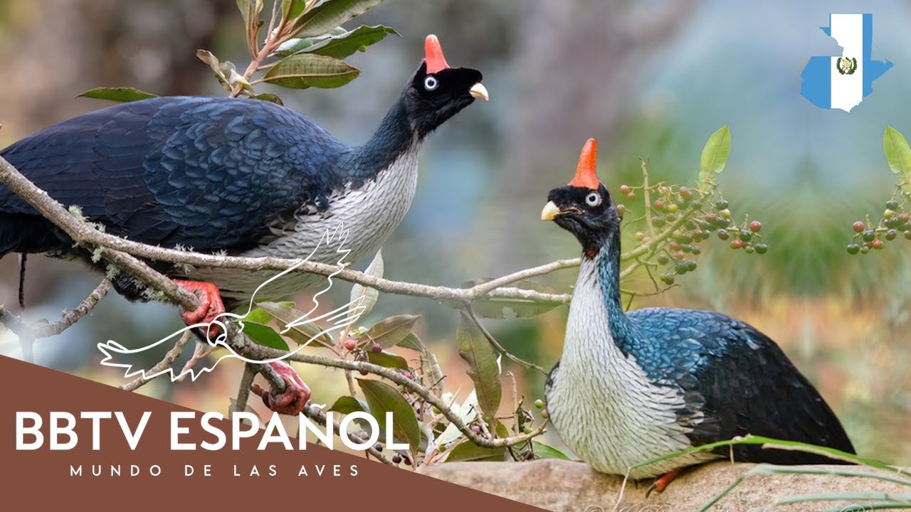 Aves de Guatemala | Las Aves Más Hermosas de Guatemala Que Nunca Has Visto | BBTV Español