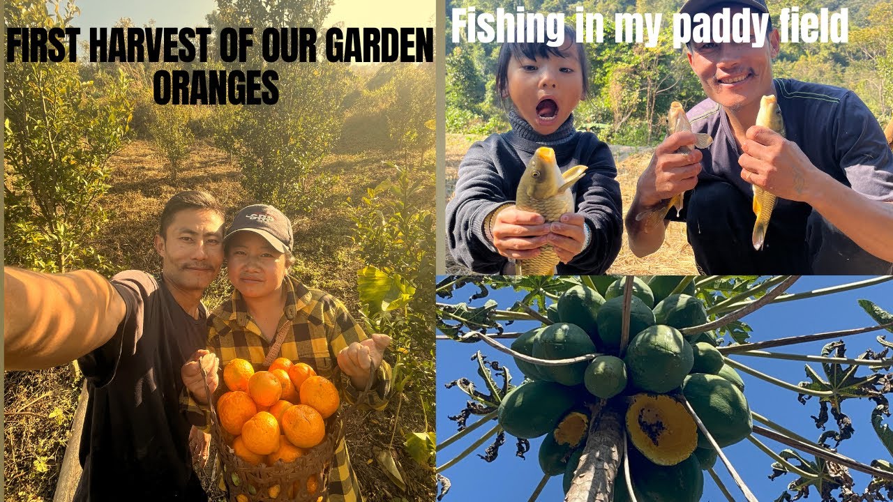 Catching fish & Harvesting my first oranges
