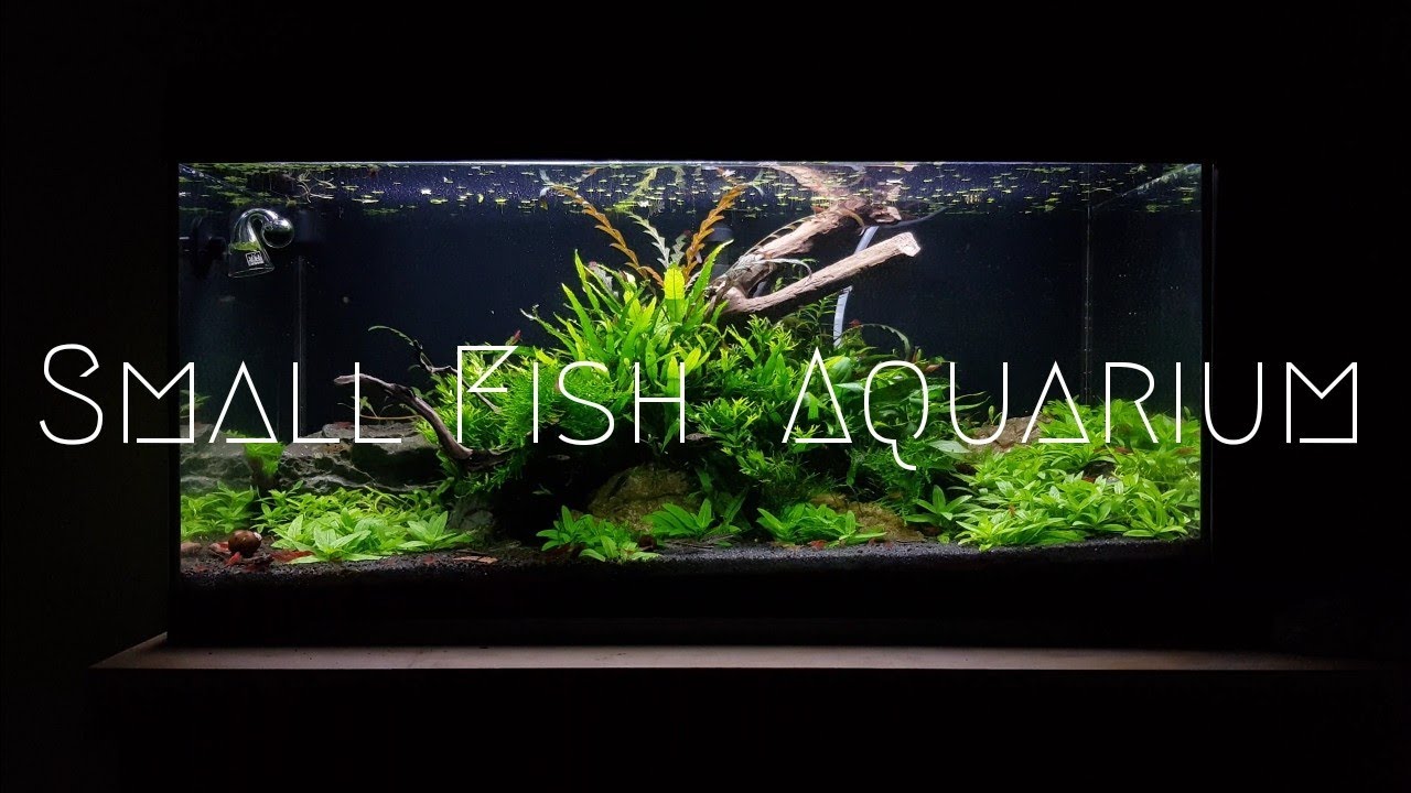 Relax  Aquarium with Boraras naevus ,Corydoras pygmaeus ,Epiplatys annulatus and Red Fire Shrimps