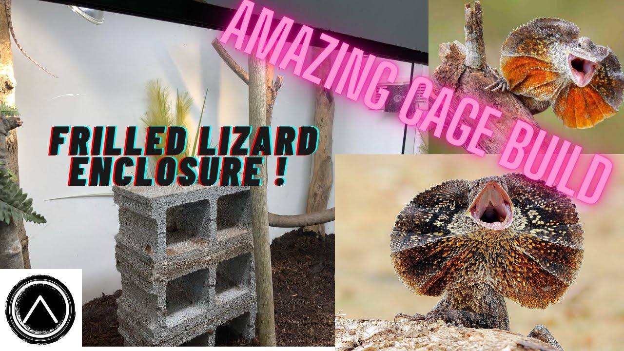 New Frilled Lizard Enclosure