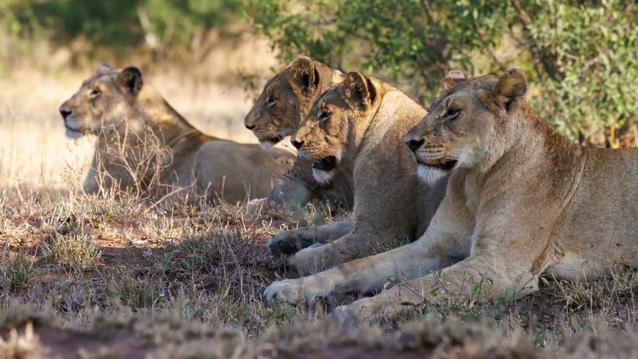 Kruger Safari - June 2023:  Oliphants Highlights