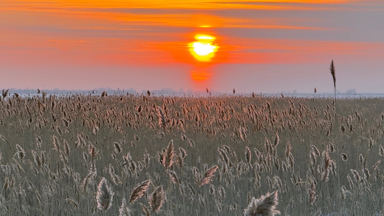 1129.🎼. Scorpions – «White Dove» (Белый голубь)
