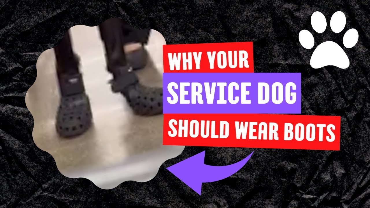 Why Your Service Dog Should Wear Boots