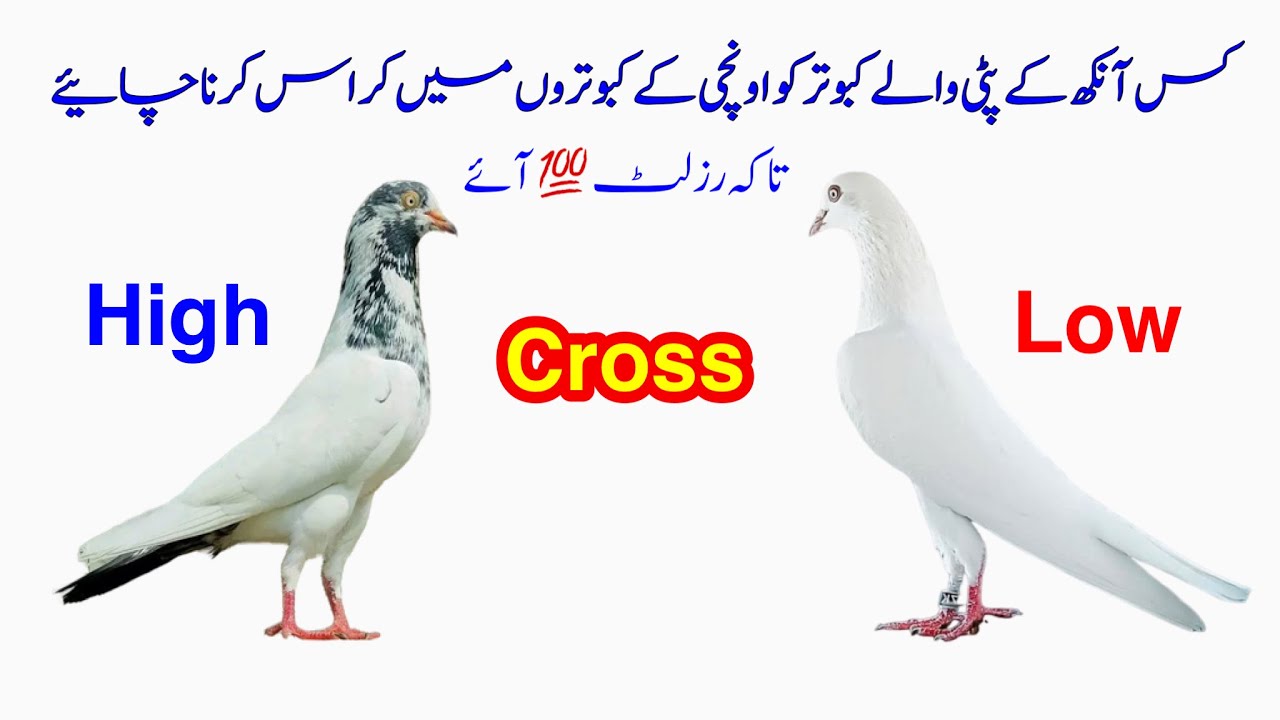 Kis Ankh K Patti Wale Kabootar Ko High Flyer Main Cross Karna Chaiye (Part 2) || Afzaal Pigeons