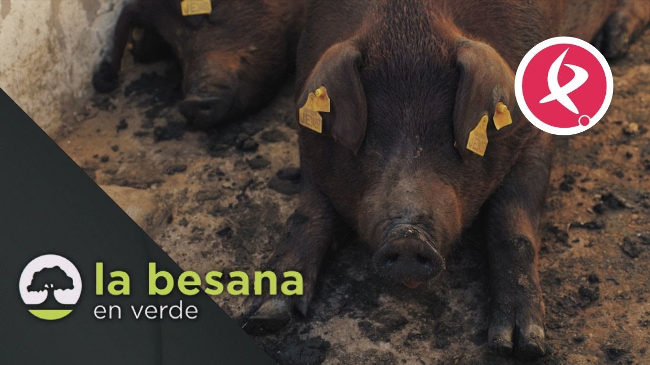 El cerdo que m&aacute;s inter&eacute;s despierta | La Besana en Verde