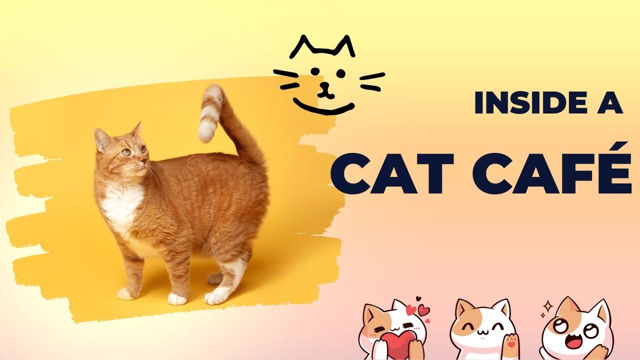 Посещение кафе Kitty в Ноттингеме, Великобритания.