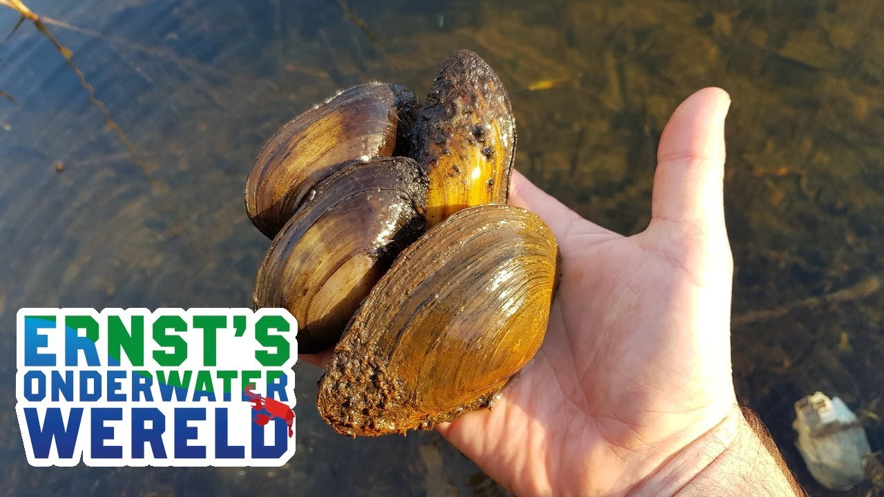 ZOETWATERMOSSELEN, filters van de waterwereld #9 Ernst's OnderWaterWereld