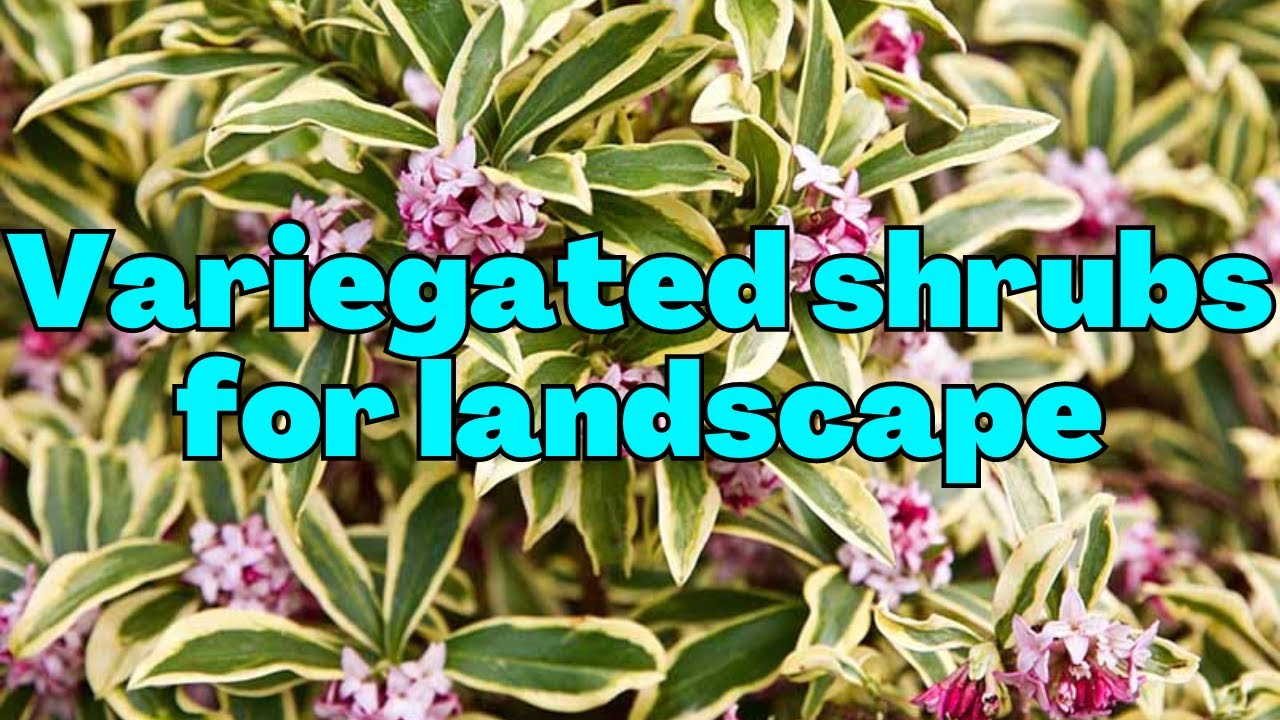 Variegated shrubs for landscape
