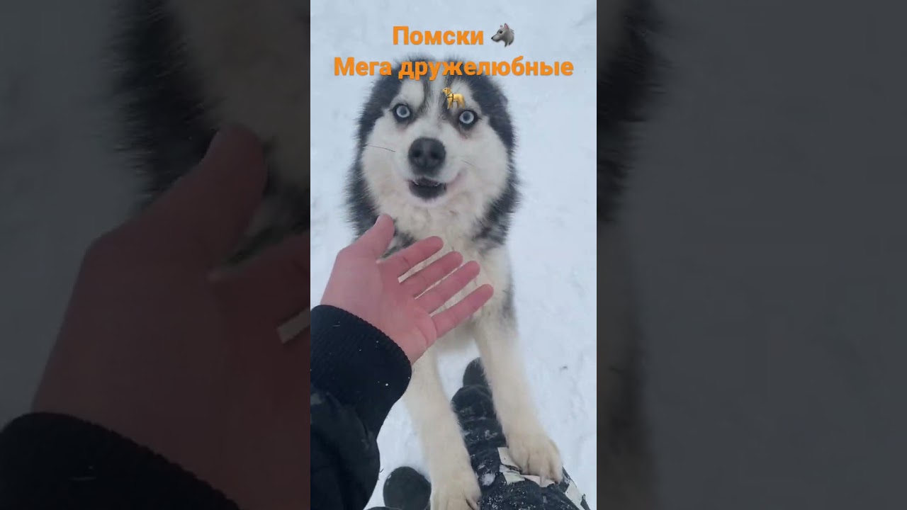Помски хочет гулять, Pomsky 🐺 #pomsky #помски  #зима #снег #улица #dog #pomskylife #pomskyland