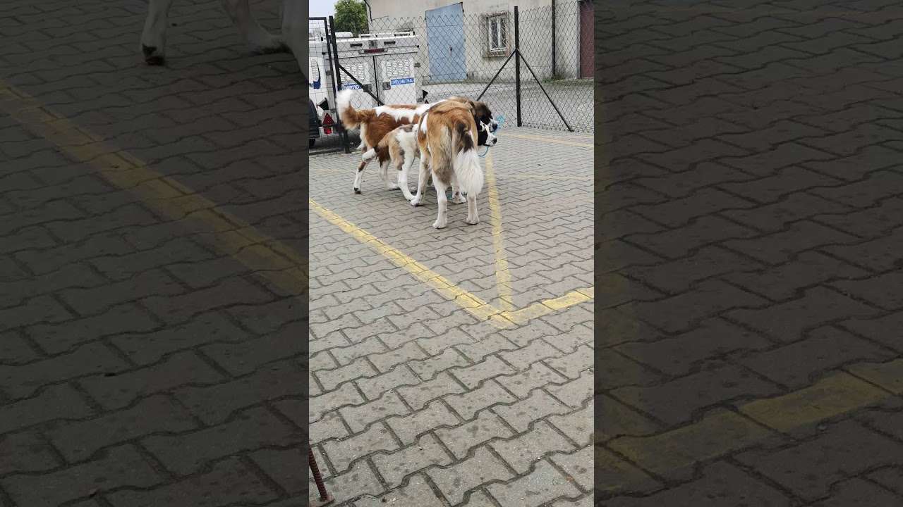 Moskiewski str&oacute;żujący Hodowla Kr&oacute;lewskie Moskale ❤️