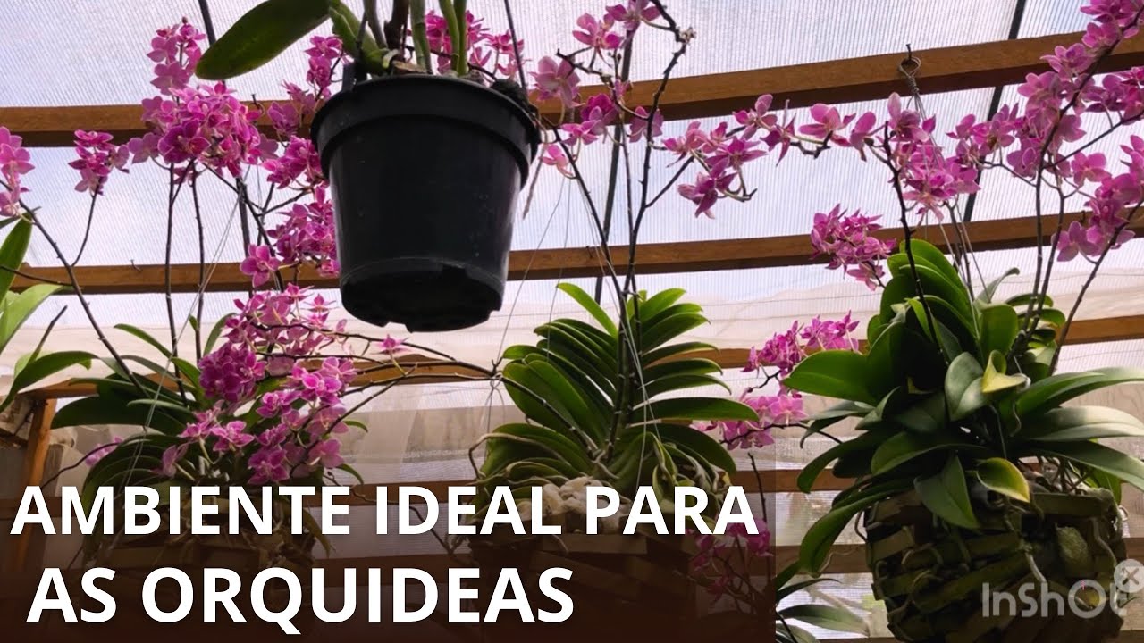 Qual é o melhor ambiente para cultivar orquídeas? 