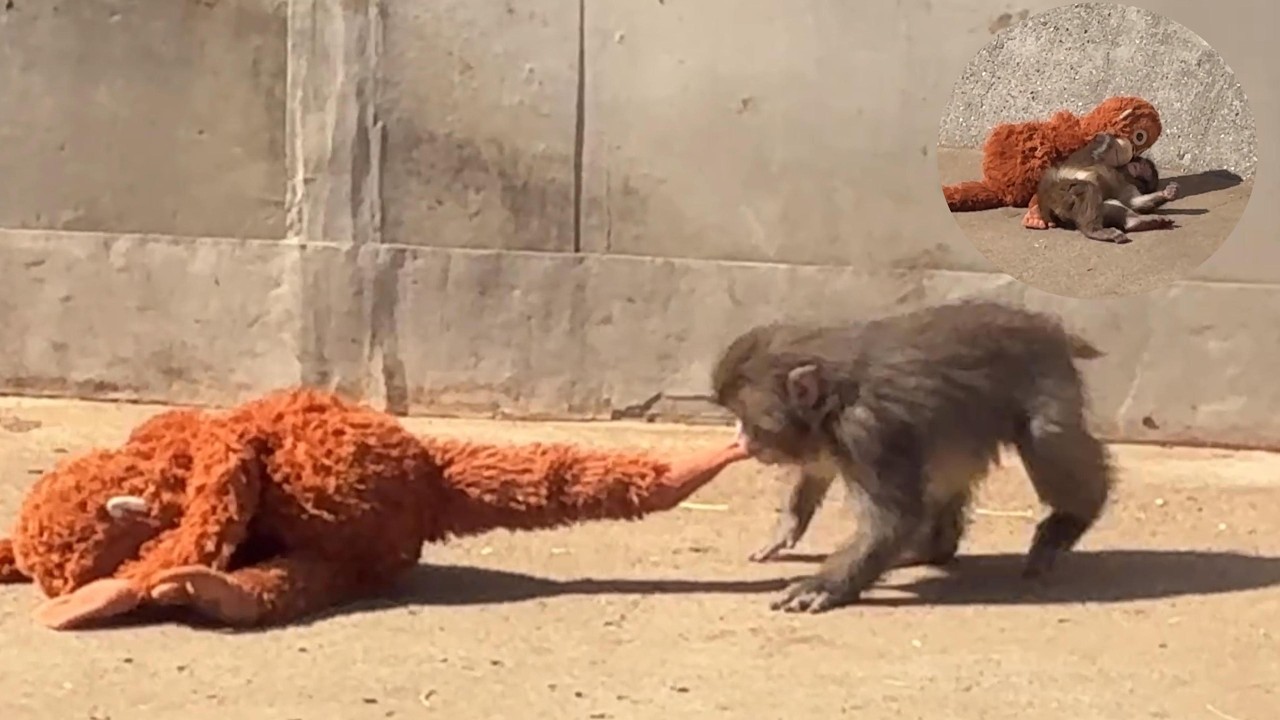 番外編 ママと遊ぶパンチくん【番外編】【市川市動植物園】ニホンザル