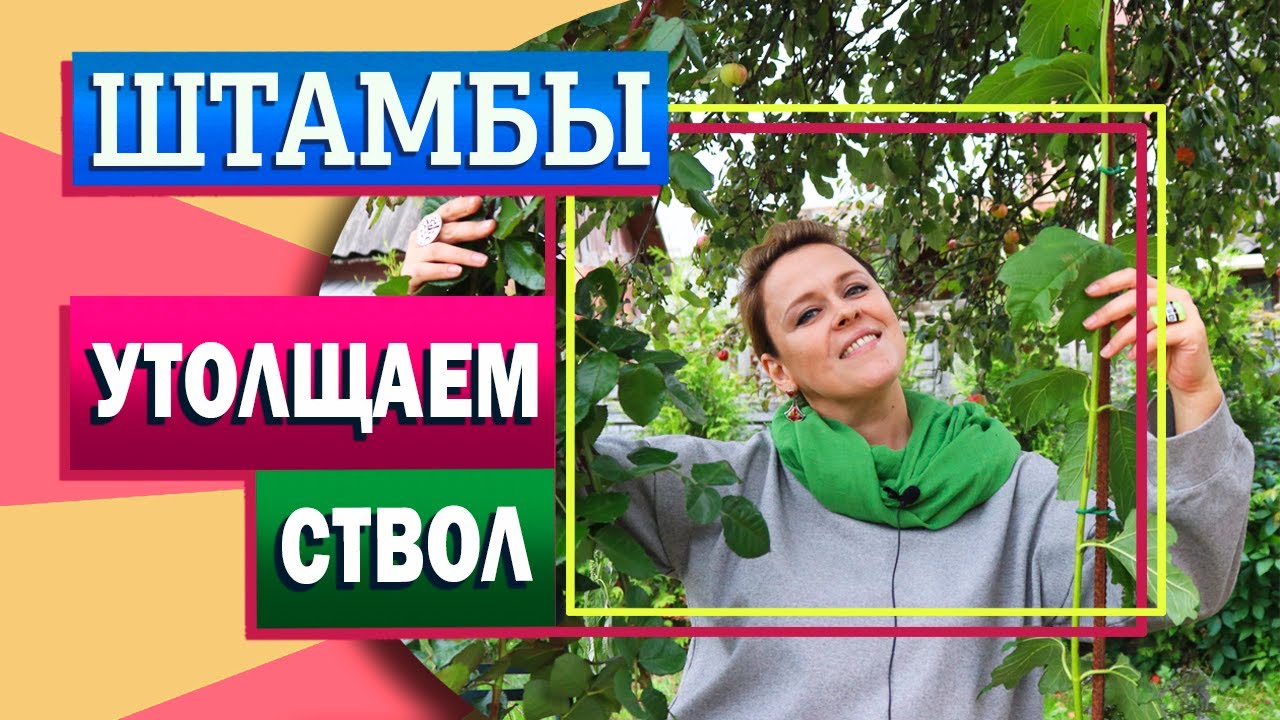 Ствол штамба гортензии и других кустарников. Как сделать толще?