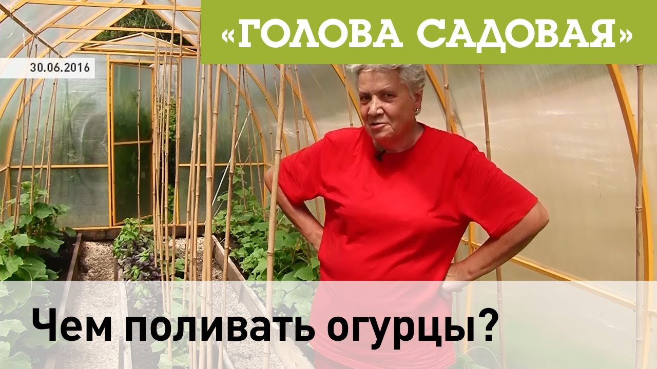 Голова садовая - Чем поливать огурцы? Наш Telegram: https://t.me/golovasadova