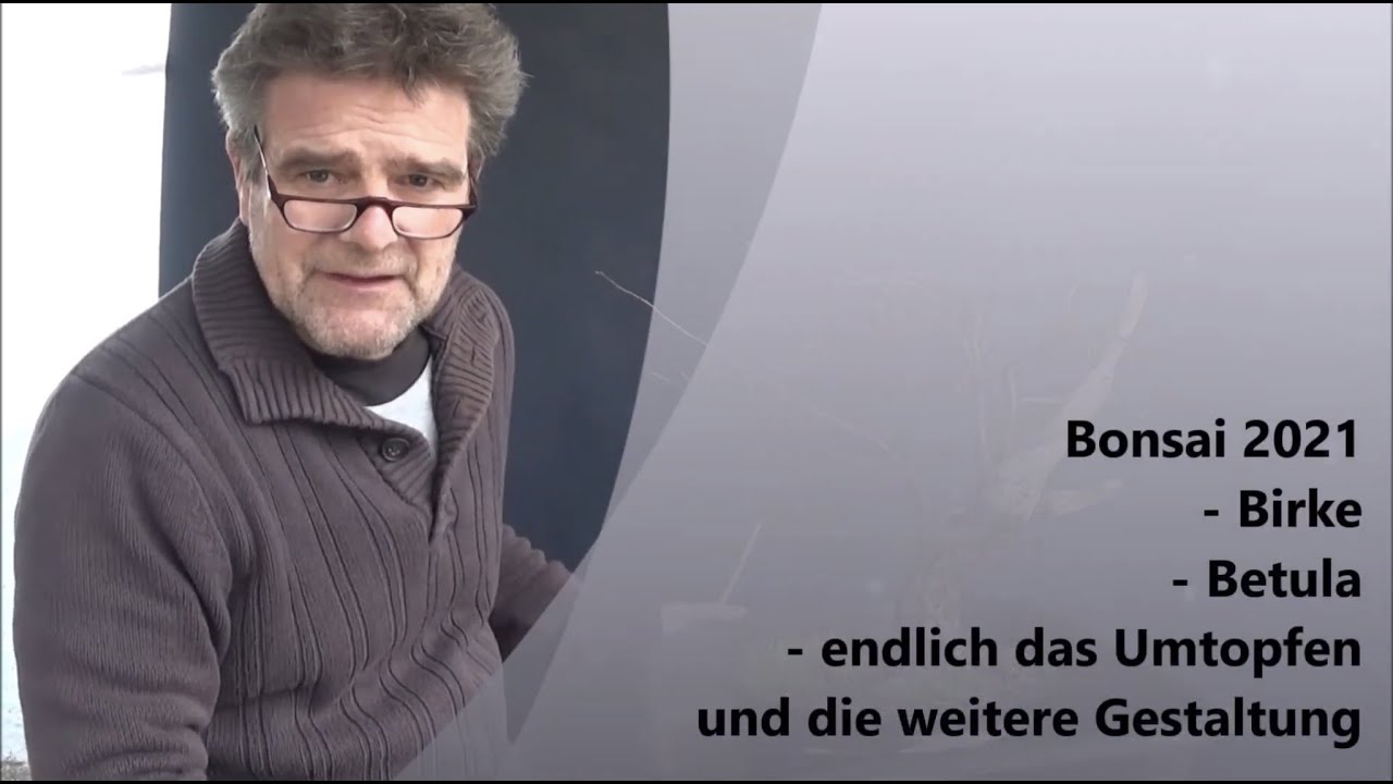 Bonsai 2021-14 - Birke - Betula - endlich das Umtopfen und die weitere Gestaltung