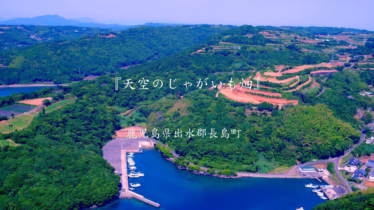 【4K】Drone ドローン空撮　鹿児島県出水郡長島町『天空のじゃがいも畑』