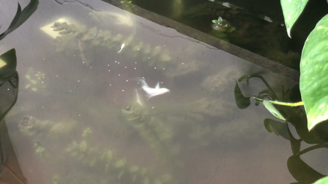 PEMIJAHAN IKAN MOLLY PLATINUM DI EMBER