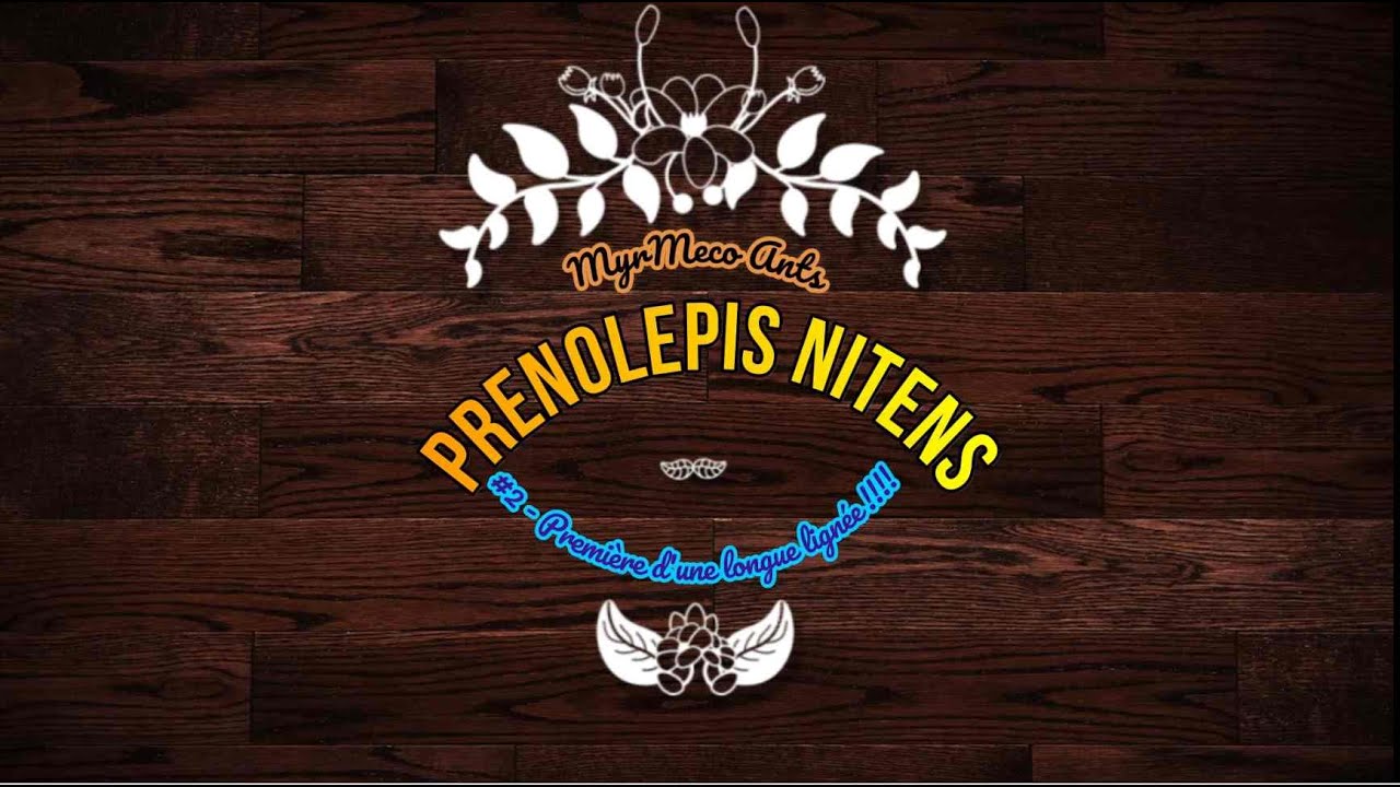 Prenolepis Nitens #2 - La première d'une longue lignée