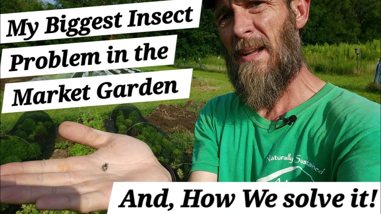 How to Control my Biggest Insect  Problem on Farm [ Organic Harlequin Beetle Controll ]