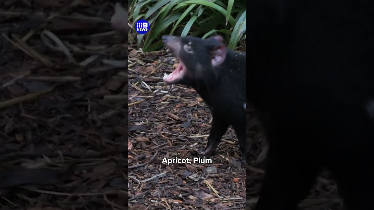 Melbourne Zoo's new Tassie Devils | 9 News Australia