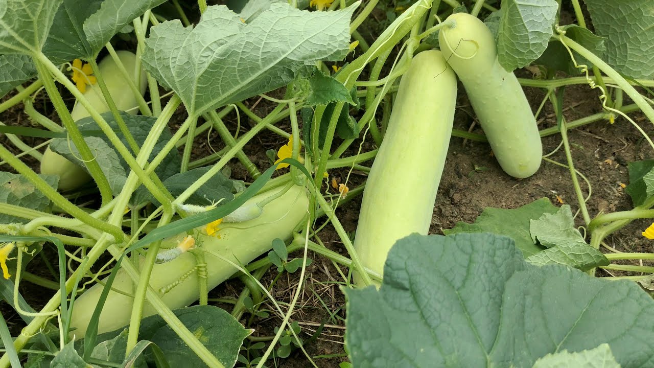 වියදම් අඩුම ක්‍රමය කුඹුරකට පිපිඤ්ඤ වගා කරමු l Pipinna wagawa l   Cucumber cultivation