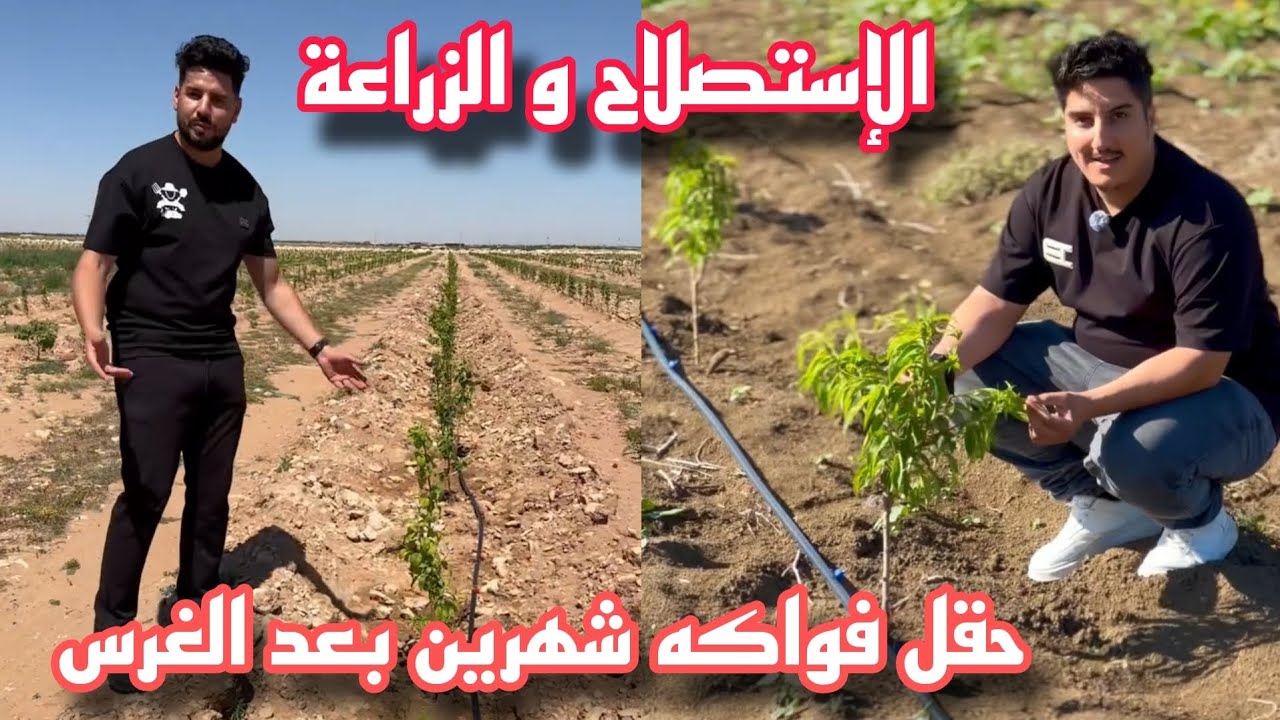 ثورة زراعية عظيمة في الجزائر بسواعد أبناء الجزائر الرجال إستصلاح هكتارات من الاراضي الصعبة 