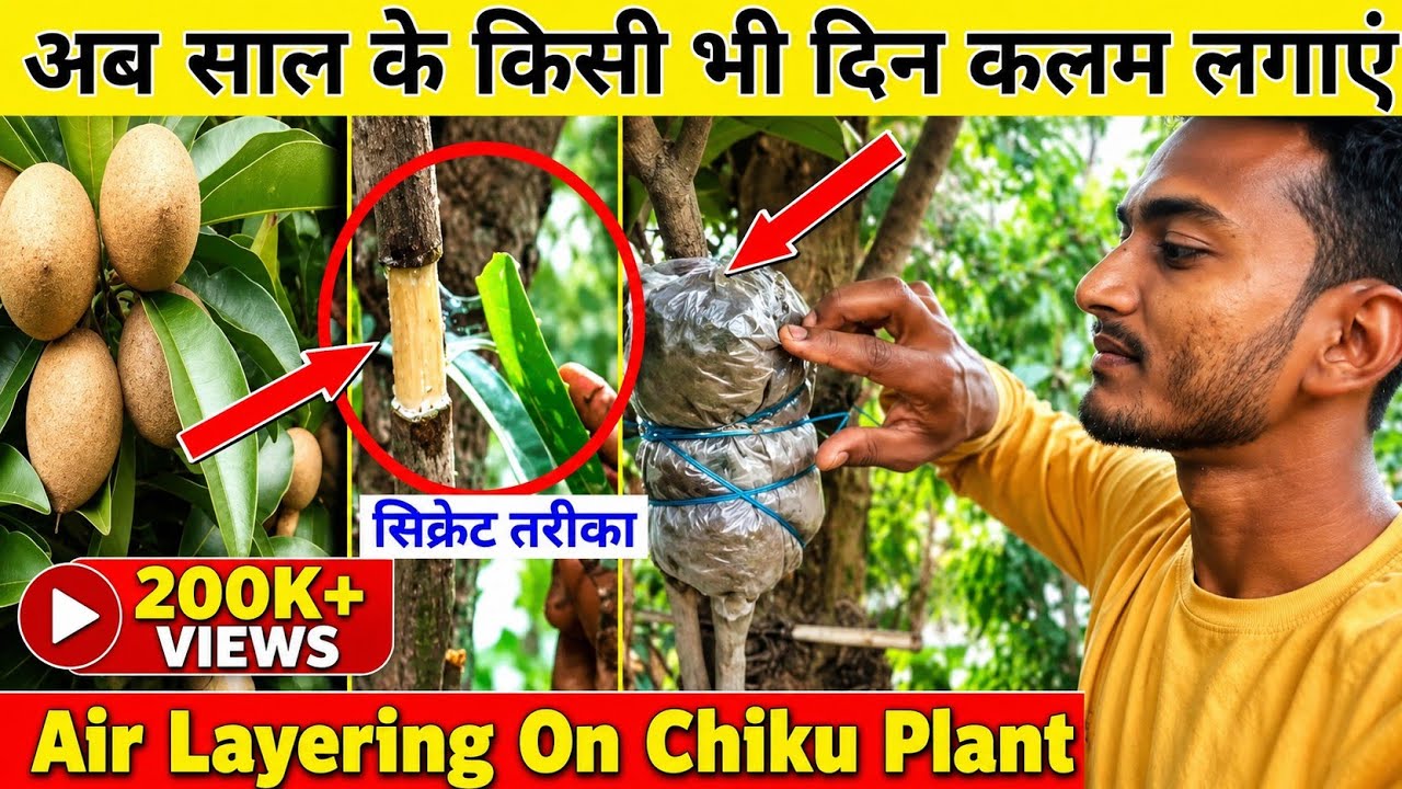 साल के किसी भी दिन कलम लगाने का सिक्रेट तरीका || Air Layering On Chiku Plant || DBG Agriculture.