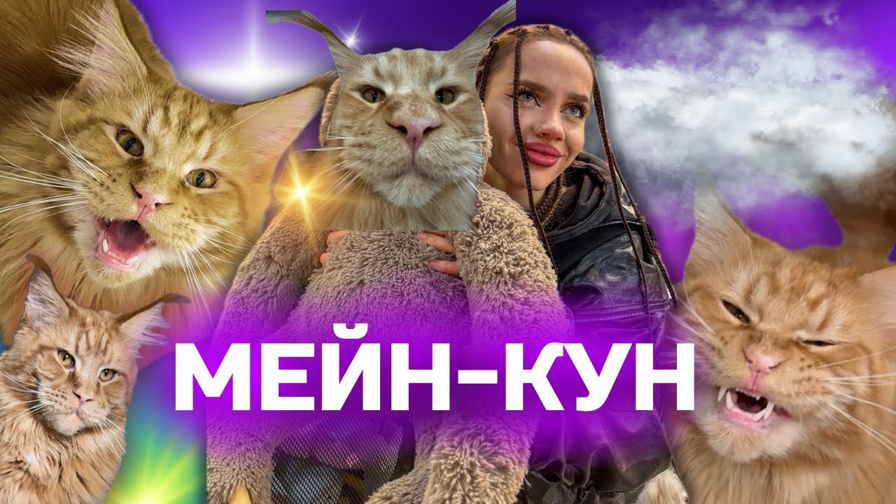 МЕЙН-КУН | НЕ ВСЕМ ПОДОЙДЕТ | КОТ МЕЧТЫ✨