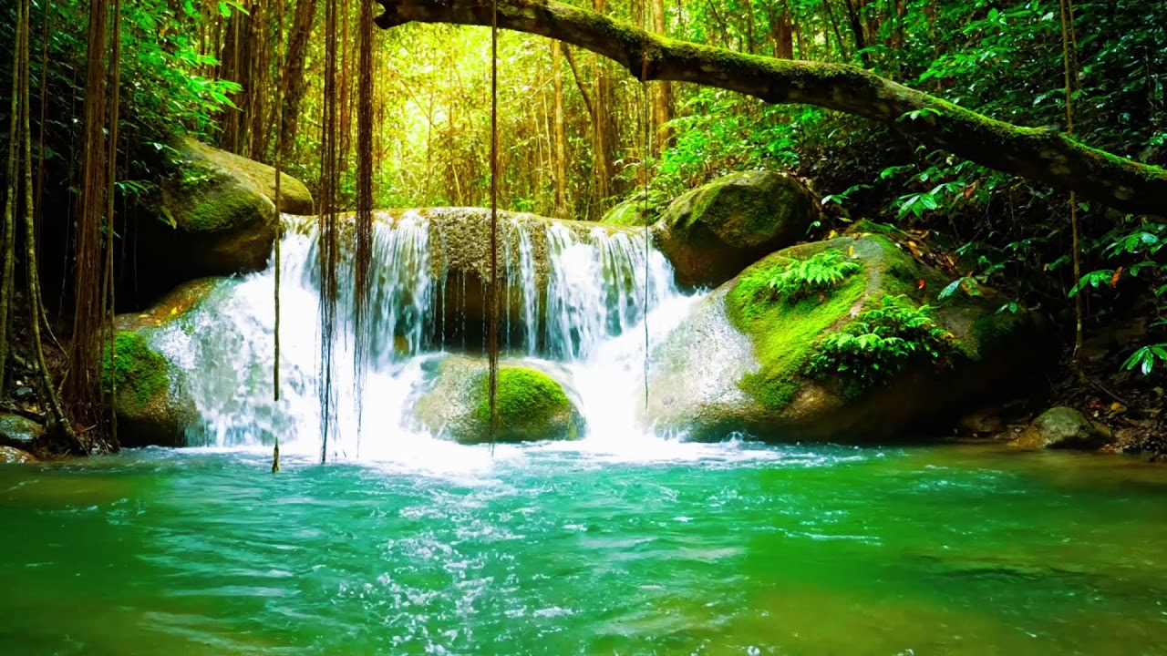 Calming Forest Ambience 🌿 River Flowing Birds Chirping in Hidden Forest Ambience for Rest Medicine
