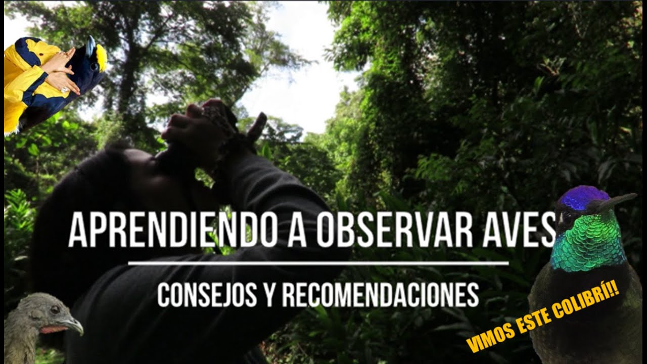 Aprendiendo a Observar Aves 1.1 | ¿Cómo las encuentro?