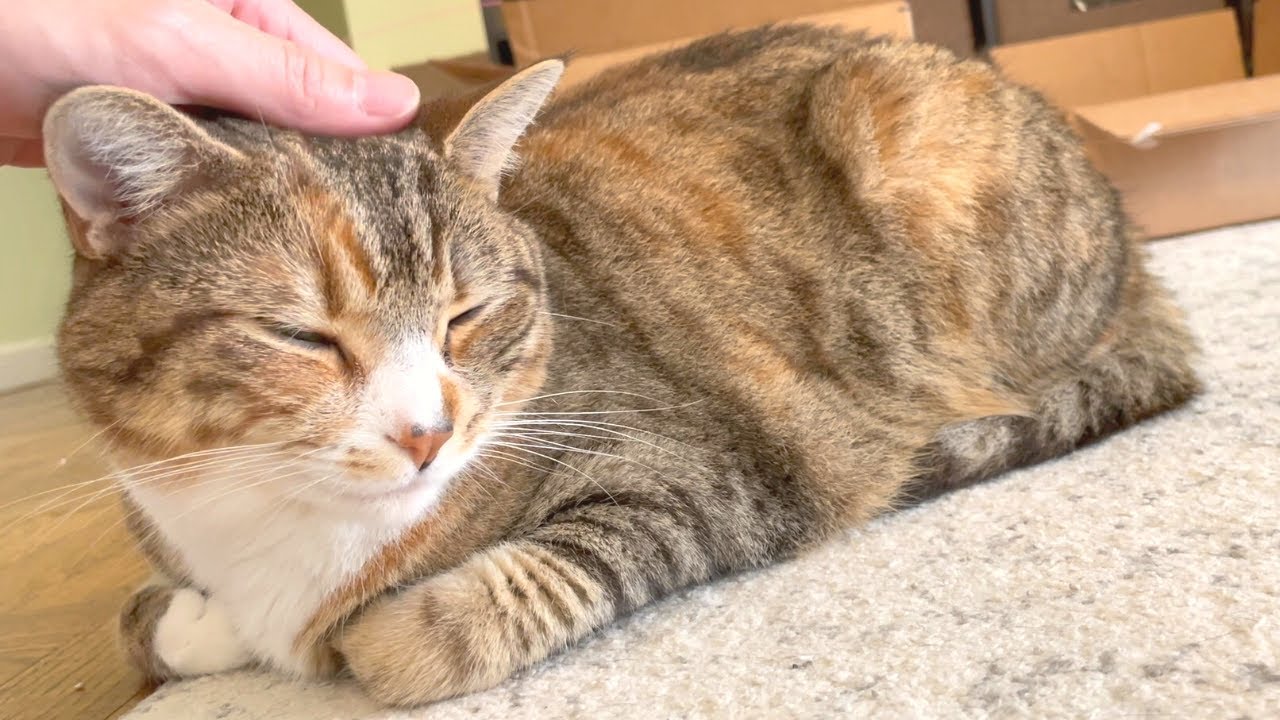 Sweet Cat&rsquo;s Slow Blinks Of Happiness! (Wait Till The End)