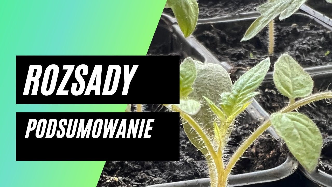 Pomidory po pikowaniu. Pozostałe rozsady trafiły do podwyższonych grządek. Przyjdą mrozy?
