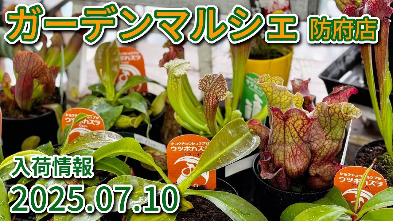 2025年7月10日 ガーデンマルシェ防府店 今週の入荷情報