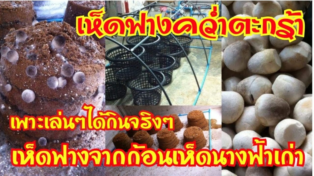 #เห็ดฟาง คว่ำตะกร้า เพาะเล่นๆได้กินจริงๆ #เห็ดฟางจากก้อนเห็ดนางฟ้าเก่า