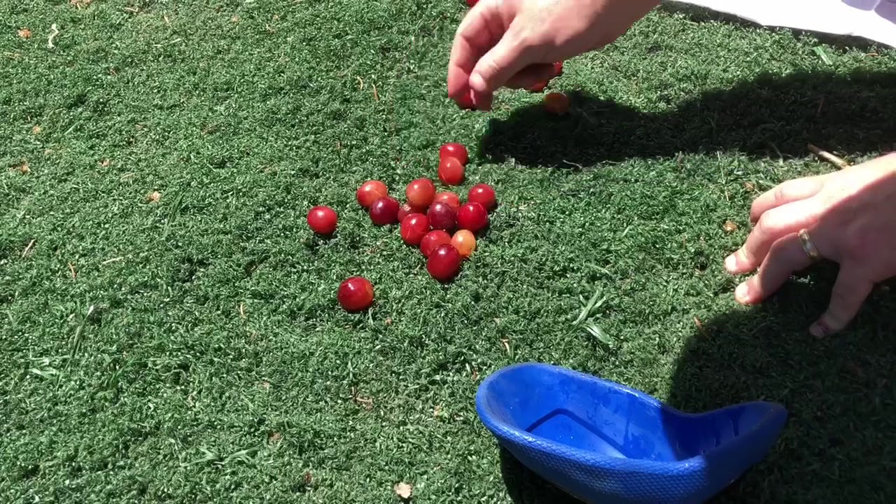 Cup Check: The Best Athletic Cups at Grape Protection