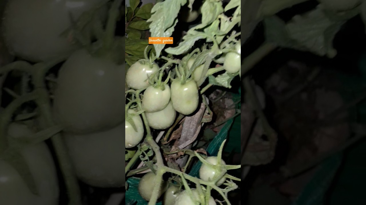 tamotos is my gardening in tarraes 😇 🤗 😂 🤣 😍 &hearts;️