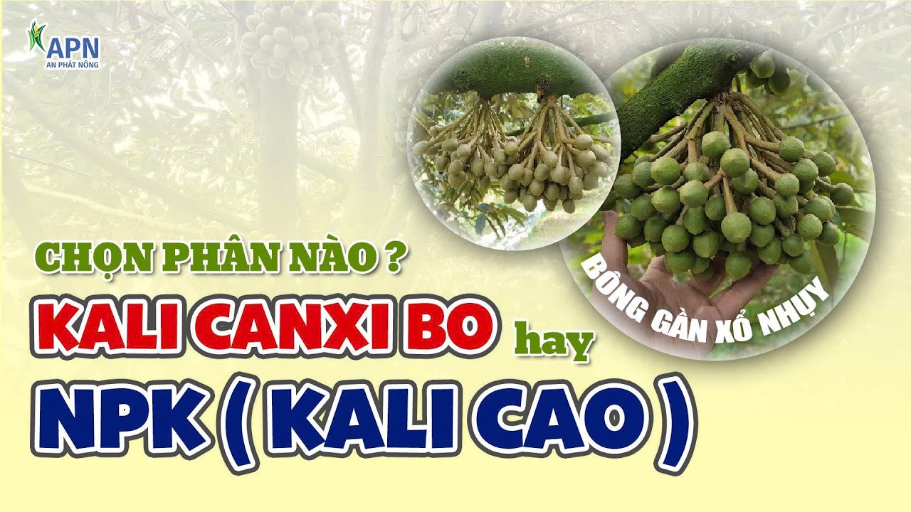 APN - Kali Canxi Bo hay NPK Kali cao - NÊN CHỌN PHÂN NÀO?