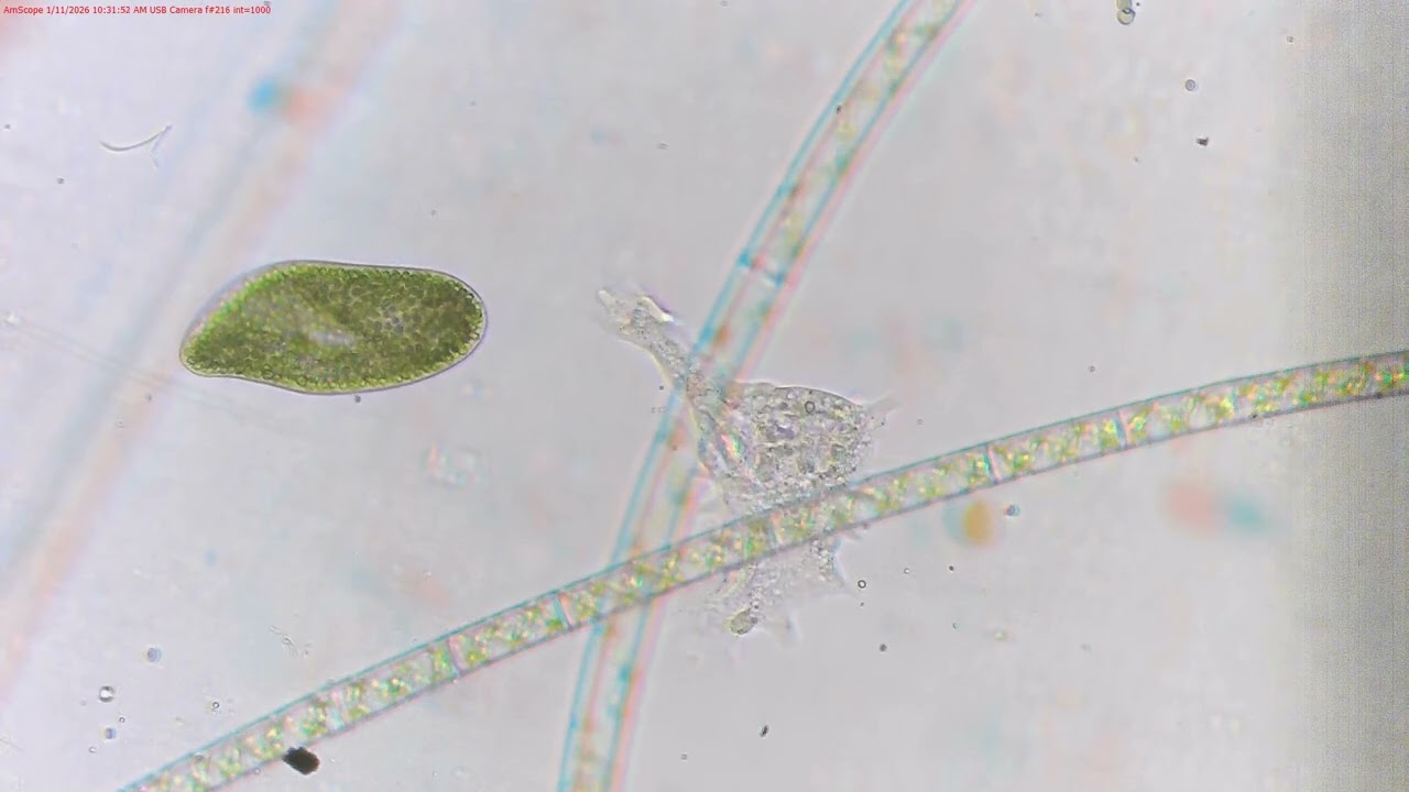 Sealed micro-ecosystem 1217A over 56 days