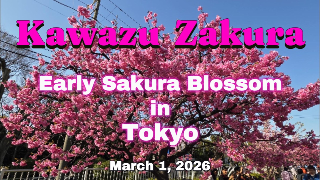 Tokyo’s Best Kept Sakura Secret: Kawazu Zakura at Oyokogawa Promenade 🌸🌸🌸