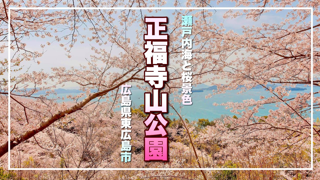 【正福寺山公園桜さんぽ】絶景！桜と瀬戸内海のコラボレーションスポットがめっちゃ綺麗！～setouchi cherry blossom spots～（広島県東広島市安芸津町）／備後カメラ部【桜名所】