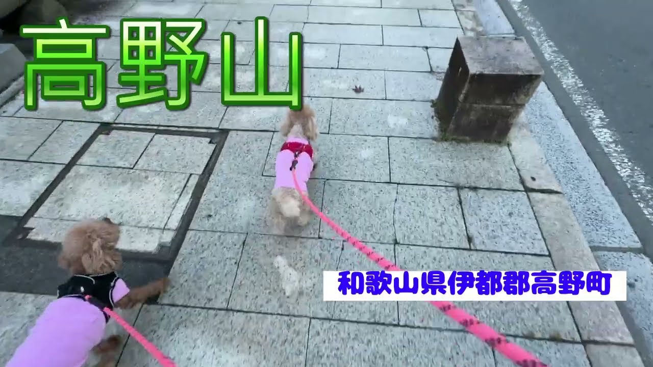 #86【ココとララ】高野山　紅葉お散歩を楽しめました♡　和歌山県伊都郡高野町　605日目