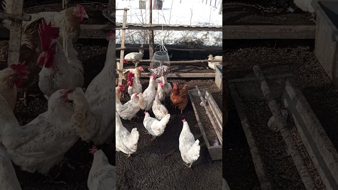 Развлекуха леггорнам