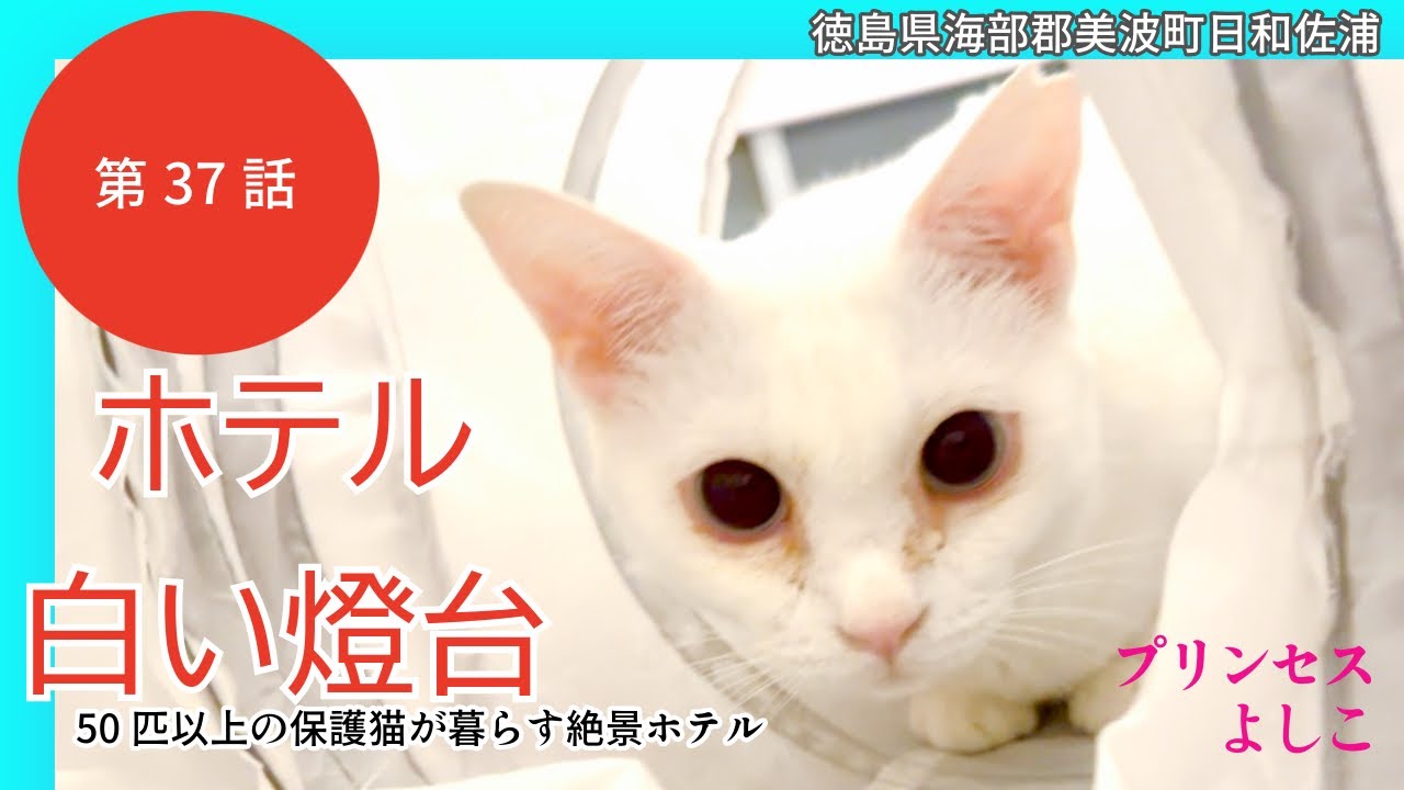 【ホテル白い燈台37話】急遽お手伝い旅おかわりへ　猫達の変わらぬに日常と海岸猫達のその後/アッシュとレイレイ里親様募集中/徳島県美波町日和佐浦/猫達が自由に暮らすホテル