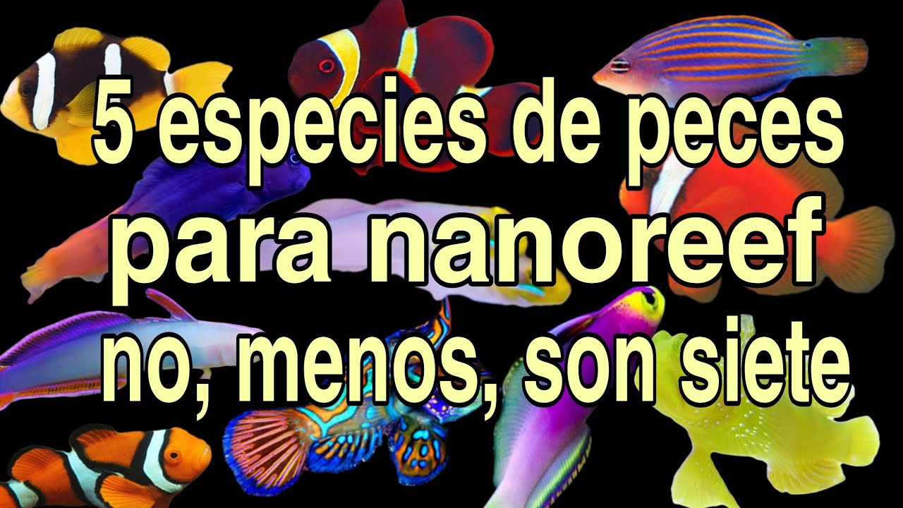 5 especies de peces para nanoreef