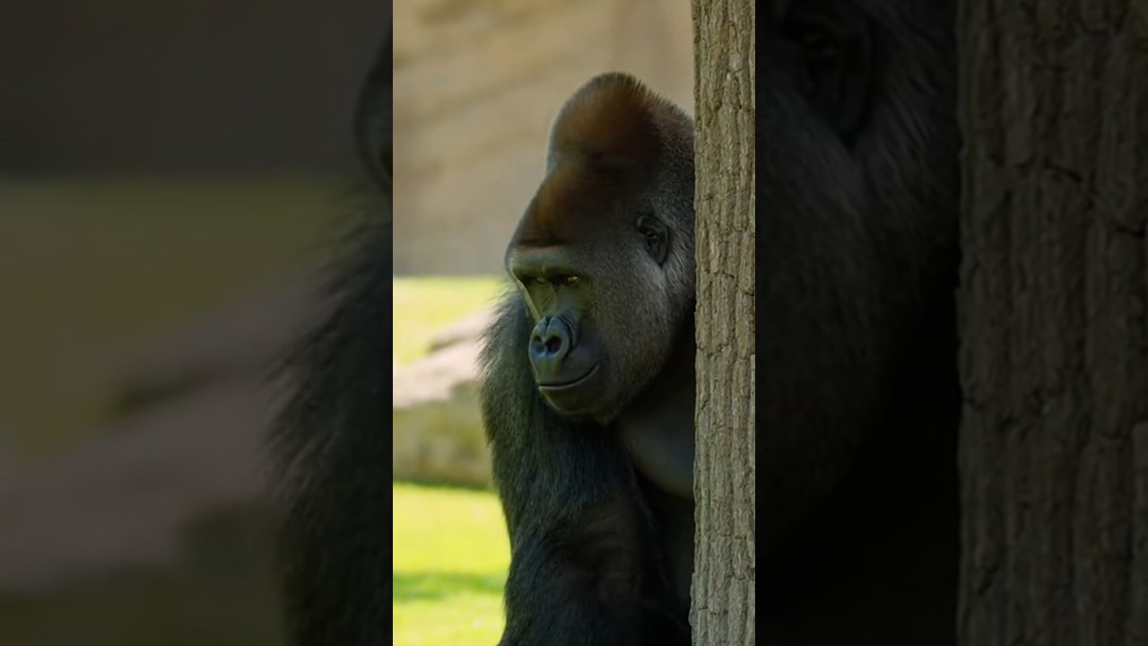 Hide-and-Seek with Koko 🦍 